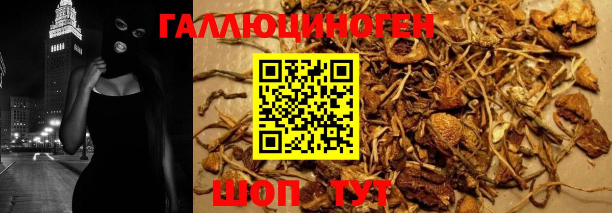 Псилоцибиновые грибы Psilocybe Асбест
